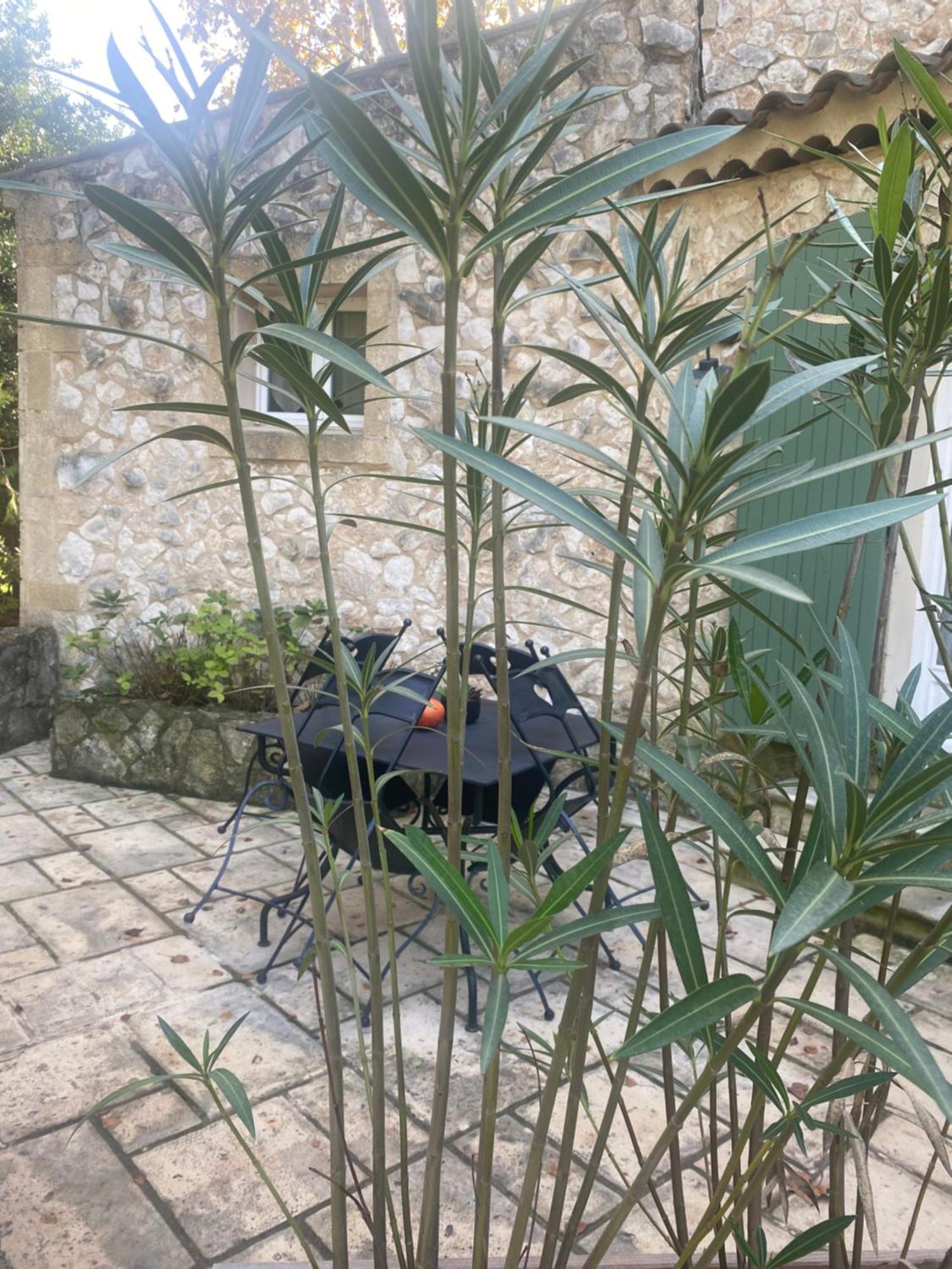 Mas De L'Ile Acomodação com café da manhã Avinhão Exterior foto